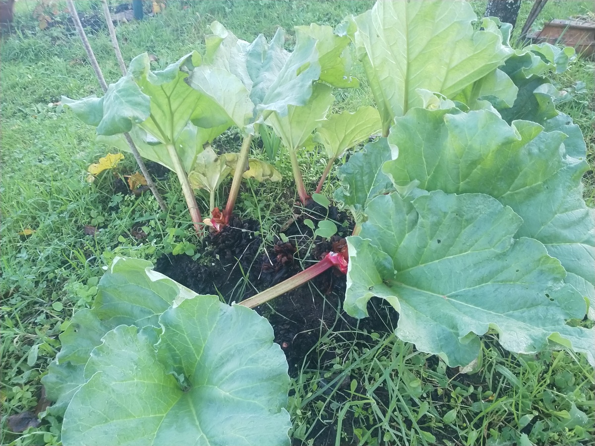 a nosa planta