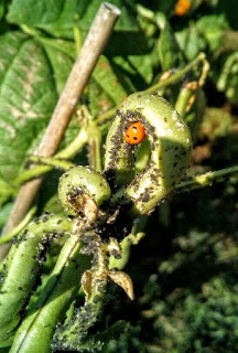 xoaniña comendo pulgón